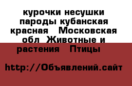 курочки несушки пароды кубанская красная - Московская обл. Животные и растения » Птицы   